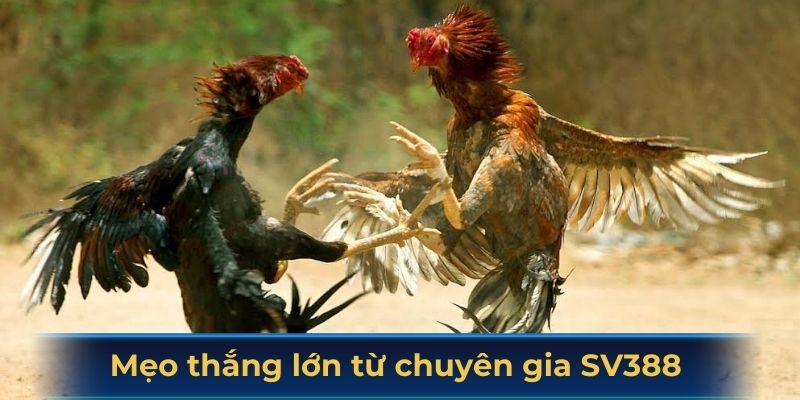 Hướng dẫn từ chuyên gia SV388 để cải thiện cơ hội thắng cược đá gà